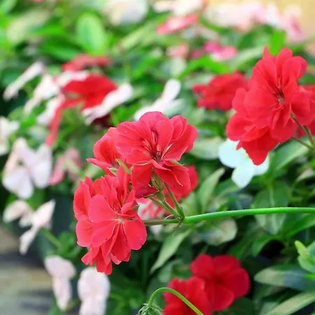 Casa Adelina Guest house